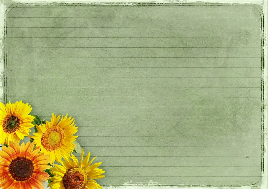gray chalk board, flowers, frame, sunflower, background image, vintage, lined, scrapbooking, empty, copy space