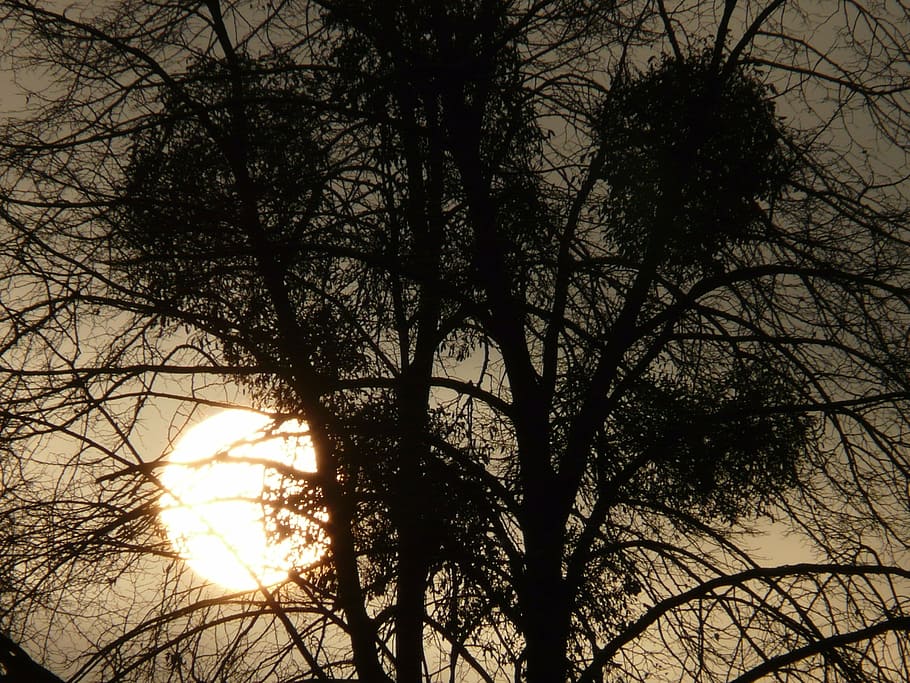 tree, mistletoe, parasite, mood, sun, sunset, abendstimmung, back light, plant, silhouette