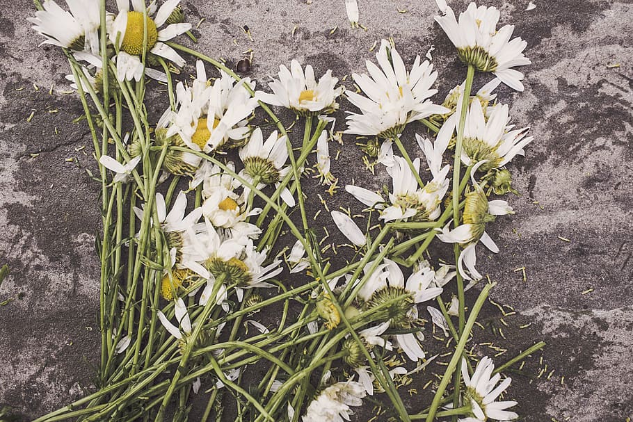 closeup, foto, putih, bunga-bunga yang dikupas, layu, aster, abu-abu, permukaan, bunga, daisy