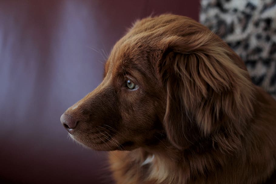 nova scotia duck tolling retriever, toller, puppy, portrait, dog, head, young, sweet, one animal, pets