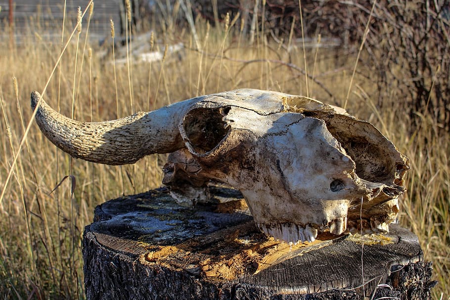 marrón, cráneo animal, arriba, tocón de madera, viejo, cráneo, vaca, esqueleto, octubre, vintage
