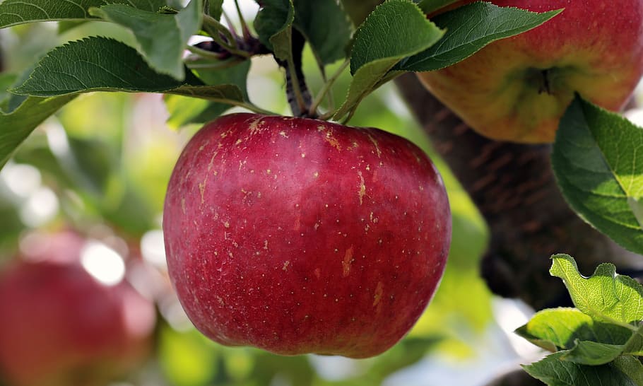 빨간, 사과 과일, 녹색, 이파리, 사과, 빨간 사과, 사과 과수원, 맛있는, 과일, 비타민