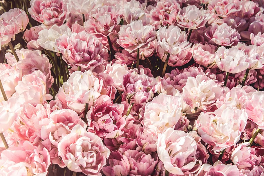 ピンクの花びらの花, ピンク, 花, 束, 花束, ギフト, 商業, ピンク色, 自然, 植物