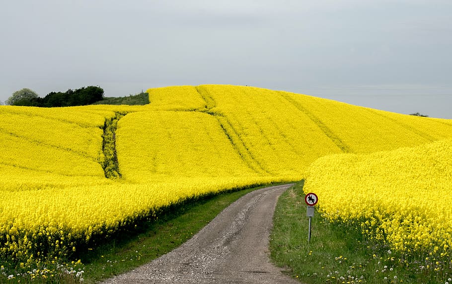 flower, blütenmeer, rapeseed, blossom, oilseed, nature, landscape, countryside, sunny, bright