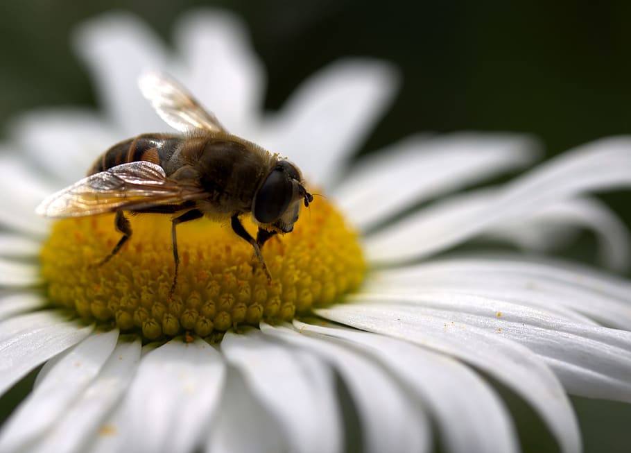 蜂, デイジー, 花粉, 作業, 昆虫, 自然, 花, 白, マクロ, 受粉
