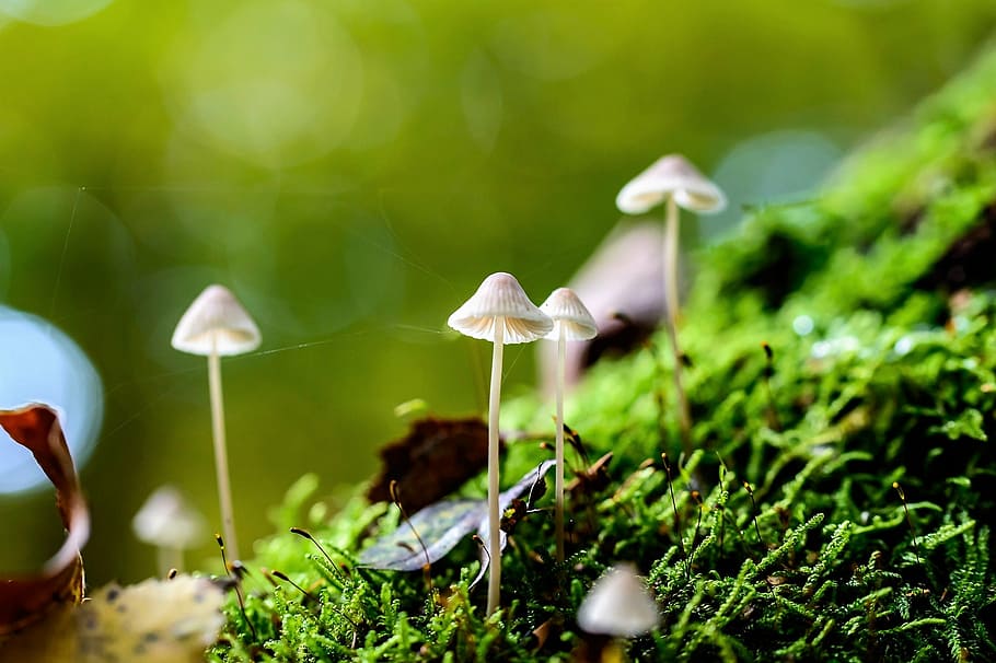 four, white, mushrooms, green, mosh, nature, growth, wet, in the forest, forest floor