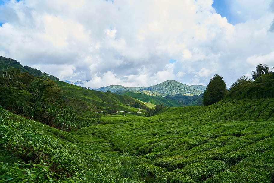tea, field, green, background, the tea plantations, tea garden, tiny tree, plant, asian, environmental