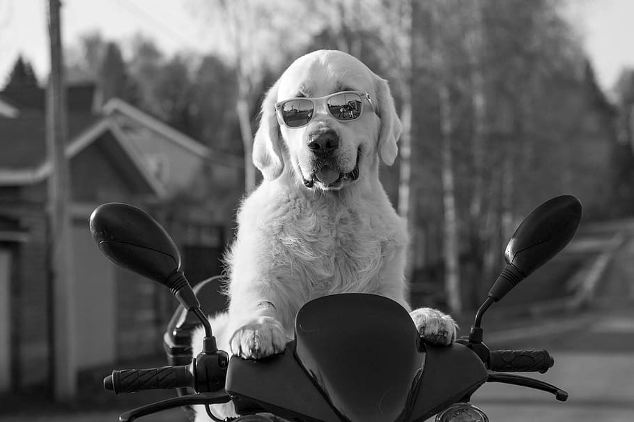 grayscale photography, adult, golden, retriever, motor scooter, dog, puppy, friend, cute, pet
