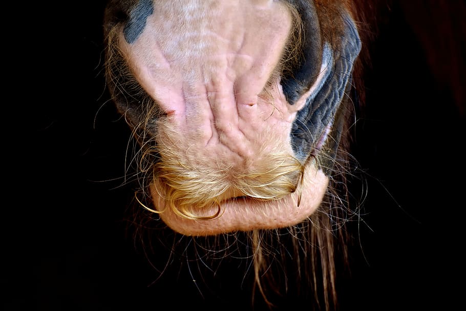 animal, boca, nariz, primer plano, fotografía, hocico de caballo, shire horse, fosas nasales, cerca, mundo animal
