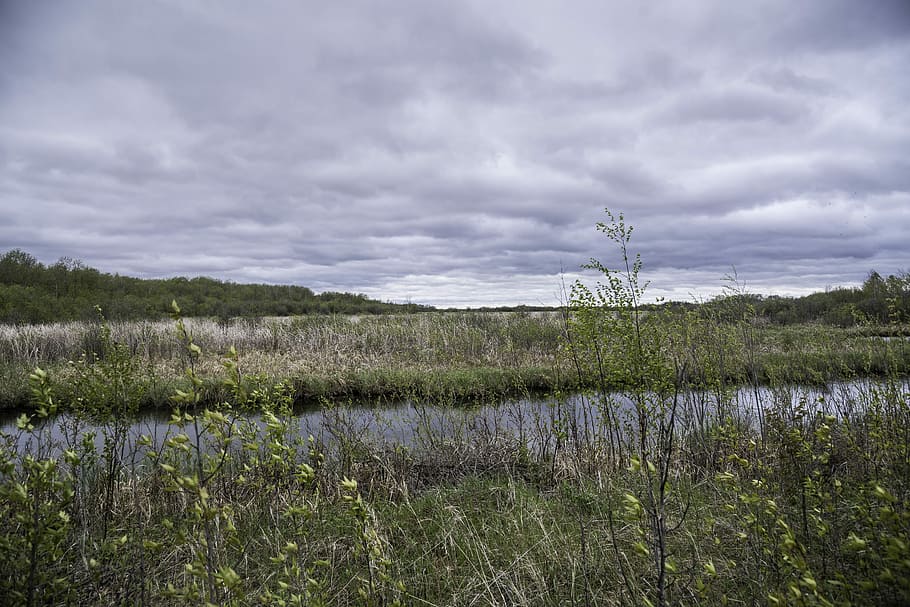 landscape, Channel, Zippel bay State Park, Minnesota, clouds, grass, public domain, reeds, sky, nature