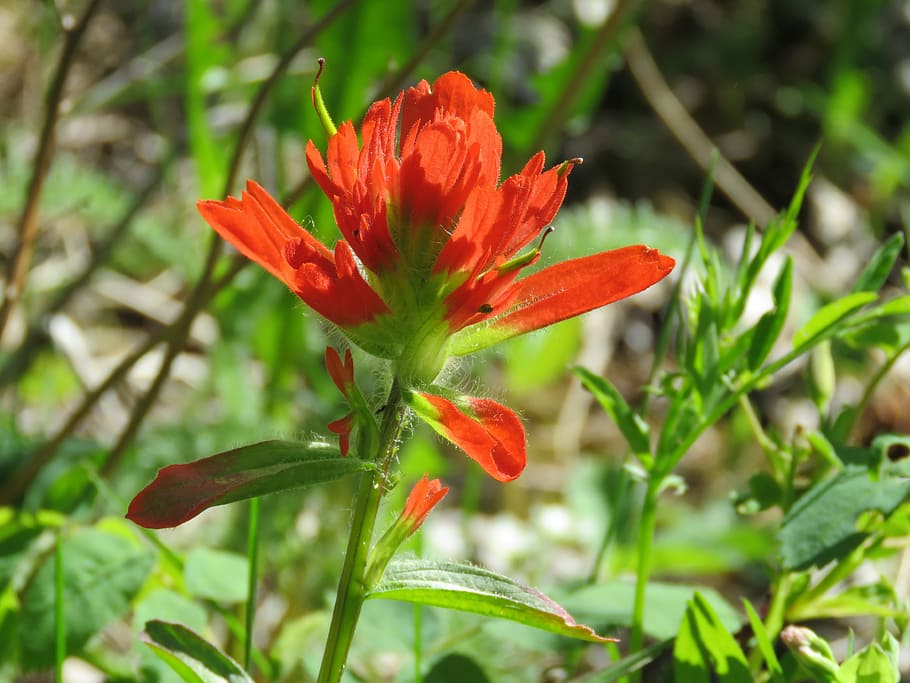 alberta wildflower, Indian Paintbrush, Alberta, Wildflower, nature, red, flower, plant, growth, leaf