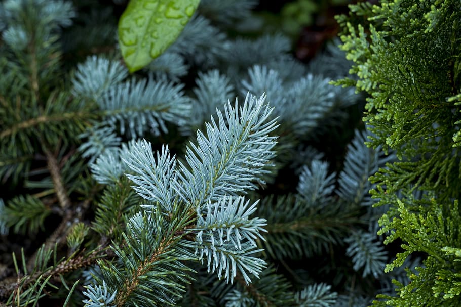 forest, nature, trees, plant, summer, pine, spruce, blue, closeup, vacation