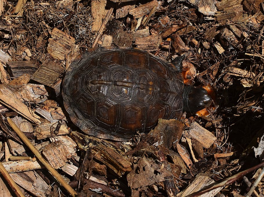 ornate box turtle in mulch, top-down, shell pattern, eating stinkhorn fungi, turtle, reptile, hatchling, animal, nature, fungi
