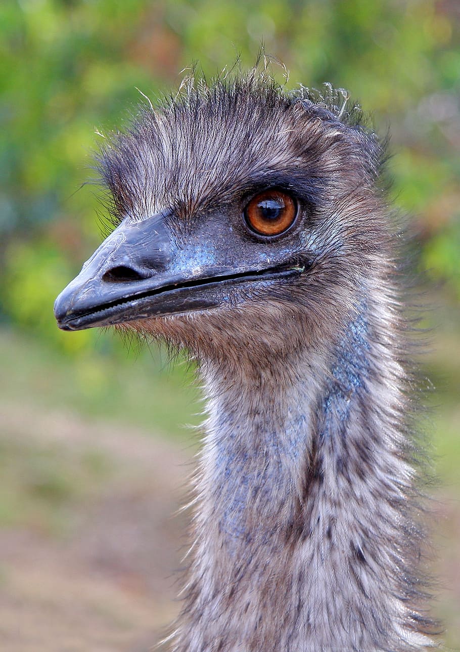 closeup, photography, gray, ostrich, bird, daytime, emu, australia, western australia, dromaius novaehollandiae