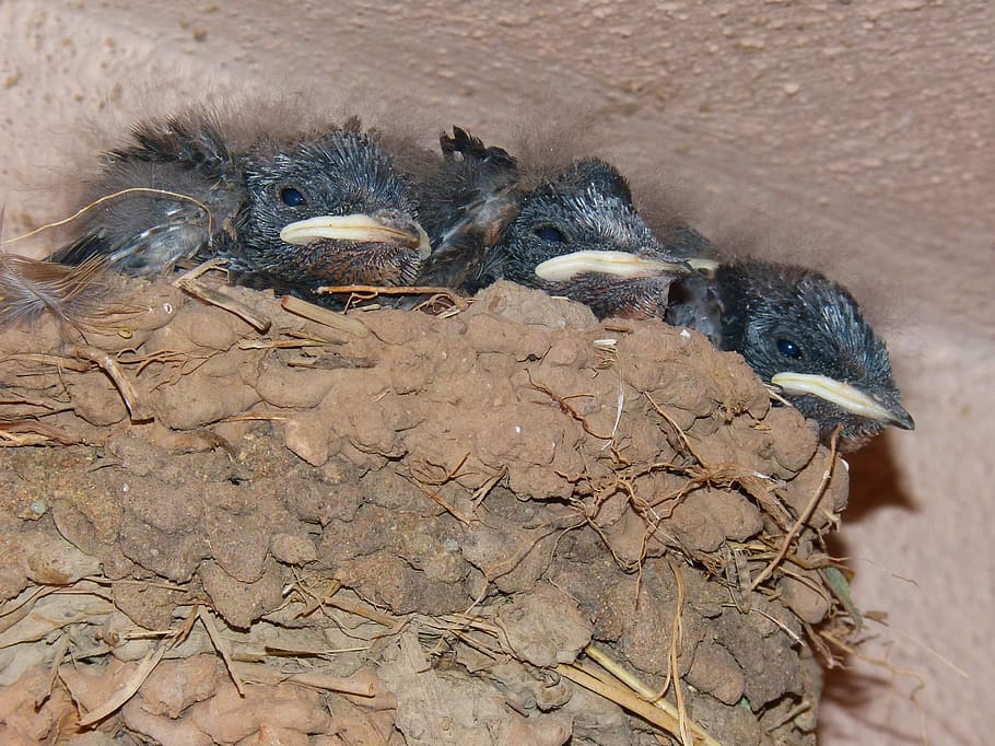 Nest, Chicks, Swallow, Hyip, Hunger, food, hirundo rustica, animal wildlife, animal, animals in the wild