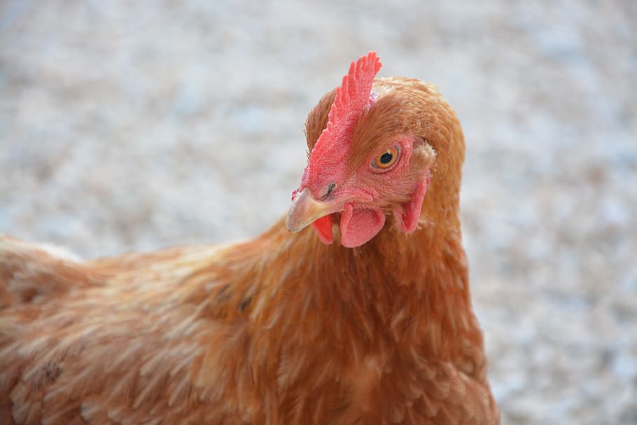 hen, red hen, eggs, farm, bio, laying hens, field, garden, rousse, animal