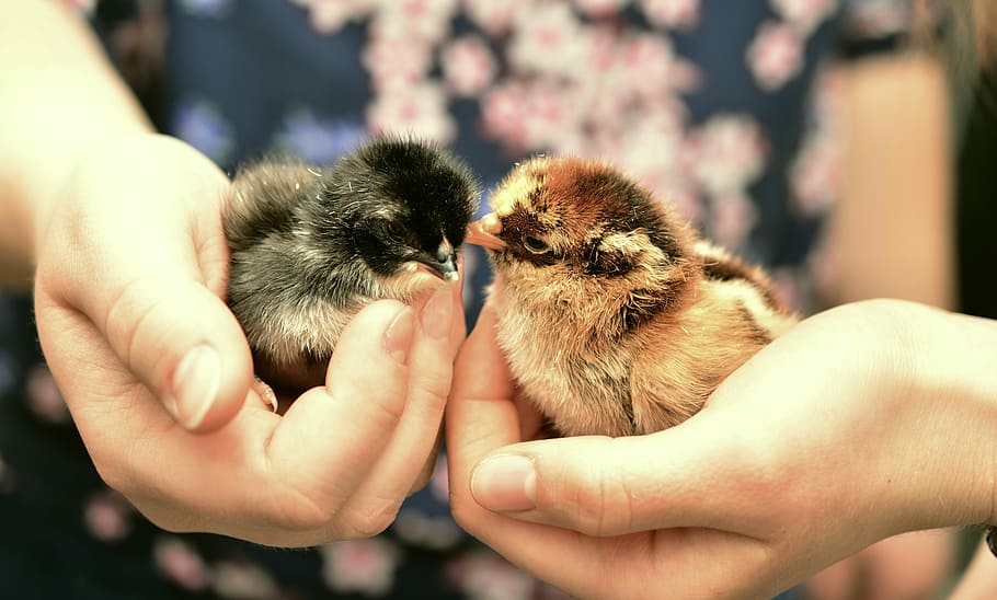dos polluelos, pollitos, nacidos, pollos, esponjoso, animal joven, pequeño, naturaleza, lindo, animal