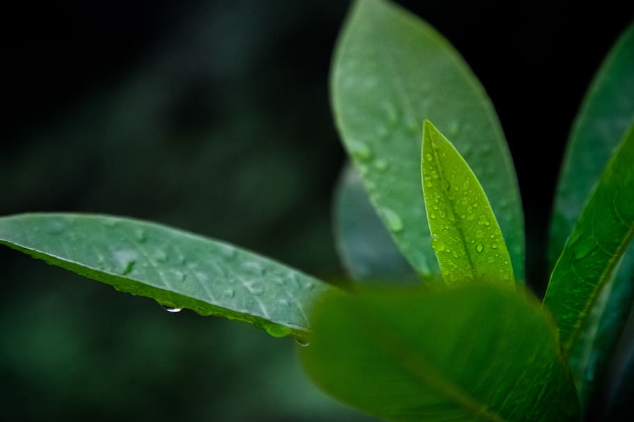 nature, plants, leaves, veins, rain, water, droplets, still, bokeh, green