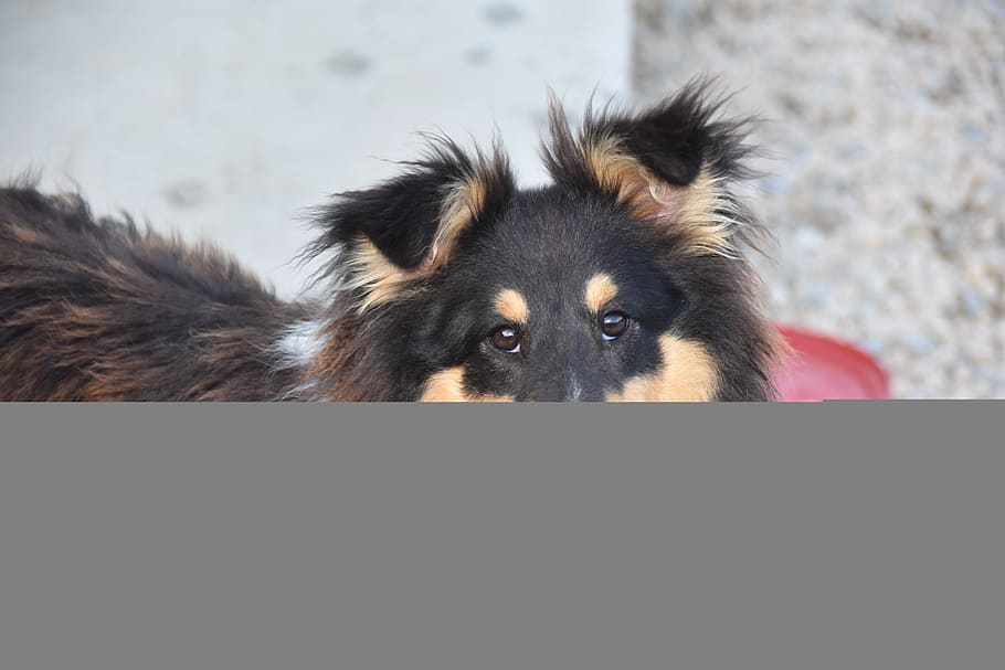 dog, shetland sheepdog, pup, dog breed, animal, dog ouinylourson, dog portrait, snout, color tri-color, one animal