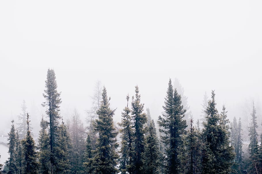 green, leaf trees, foggy, weather, nature, forest, trees, woods, smoke, fog
