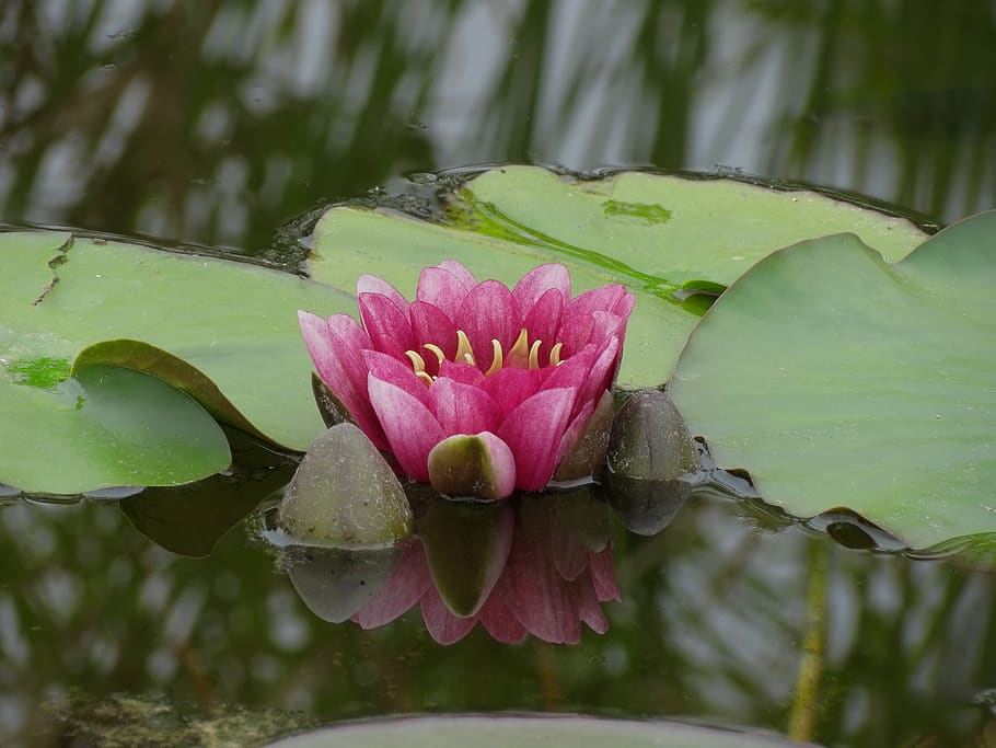 waterlilies, chalice, water, flower, pond, petals, plant, flowering plant, beauty in nature, water lily