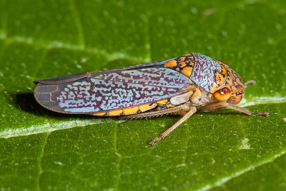 Cicada, Insect, Bug, broad-headed sharpshooter, leaf, oncometopia orbona, nature, animal, macro, close-up