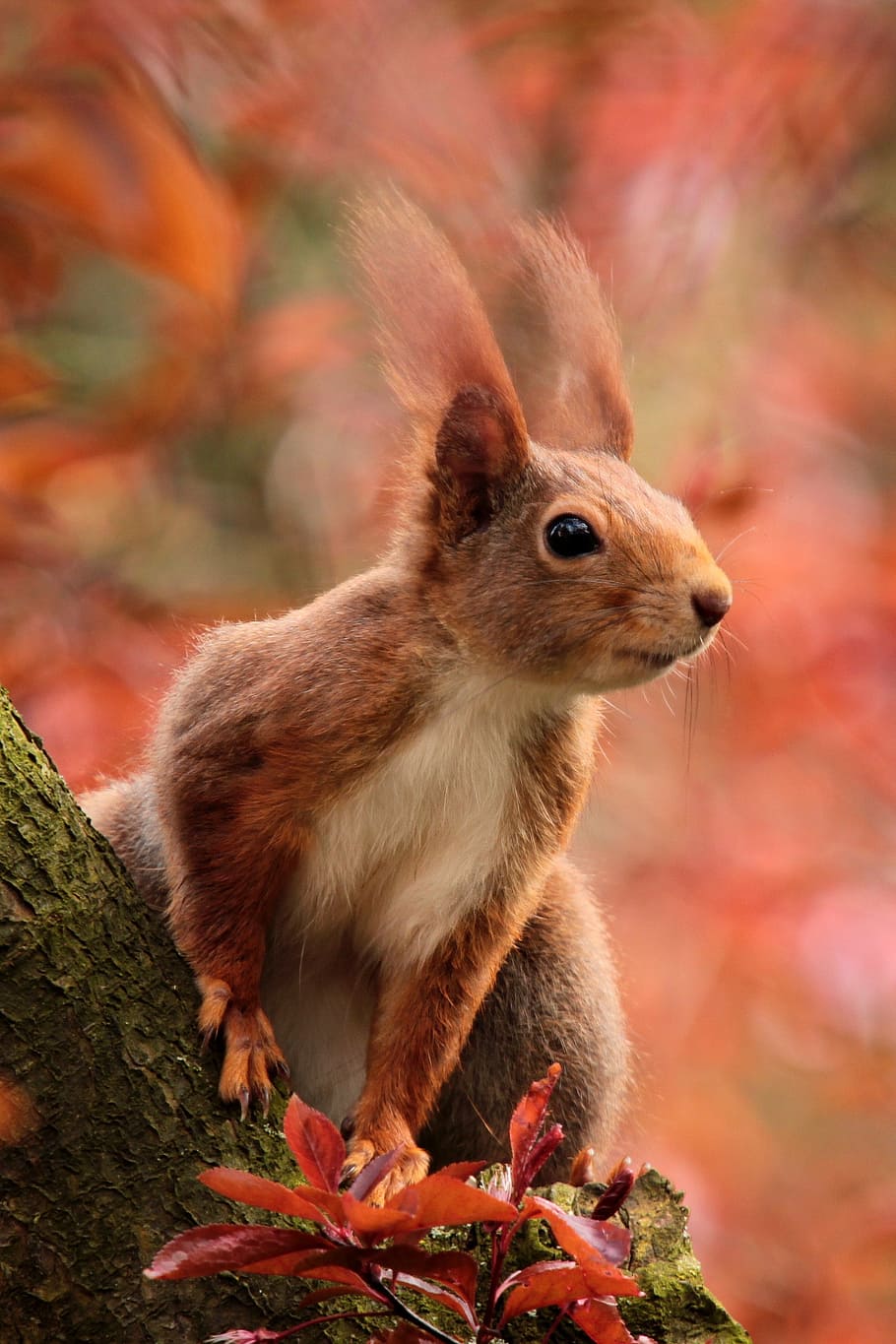 brown, squirrel, tree branch, animal, attention, sitting, tree, mammal, nature, rodent