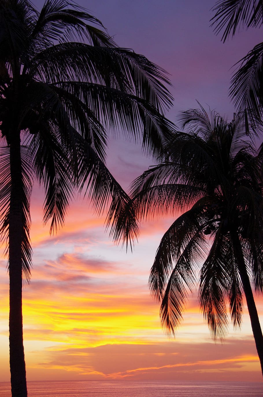 puerto escondido, oaxaca, mexico, sunset, palm trees, sky, tree, palm tree, beauty in nature, tropical climate