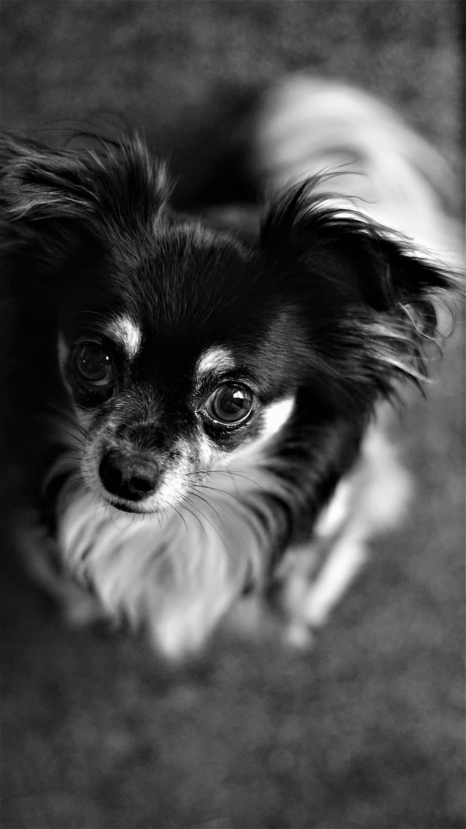 background, black and white, chihuahua, dog, small, cute, sweet, bokeh effect, loyal friend, portrait