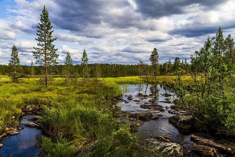 a natureza do, paisagem, água, pântano, nuvens, árvores, verão, femundsmarka, noruega, plantar