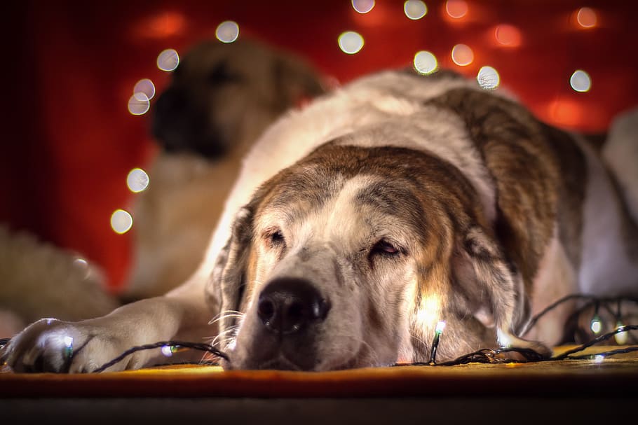 adult, yellow, labrador retriever, lying, string lights, christmas dog, dog, lichterkette, animal portrait, christmas picture