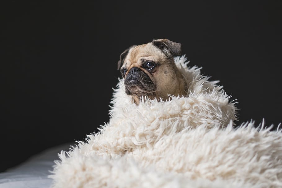 fawn pug, cubierto, blanco, manta de piel, perro, pug, animal, cama, sábana, frío