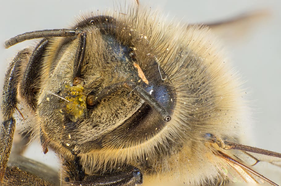 벌, 야생 벌, 꽃가루, 머리, 곤충, 겹 눈, 매크로, 닫다, 모피, 프로브