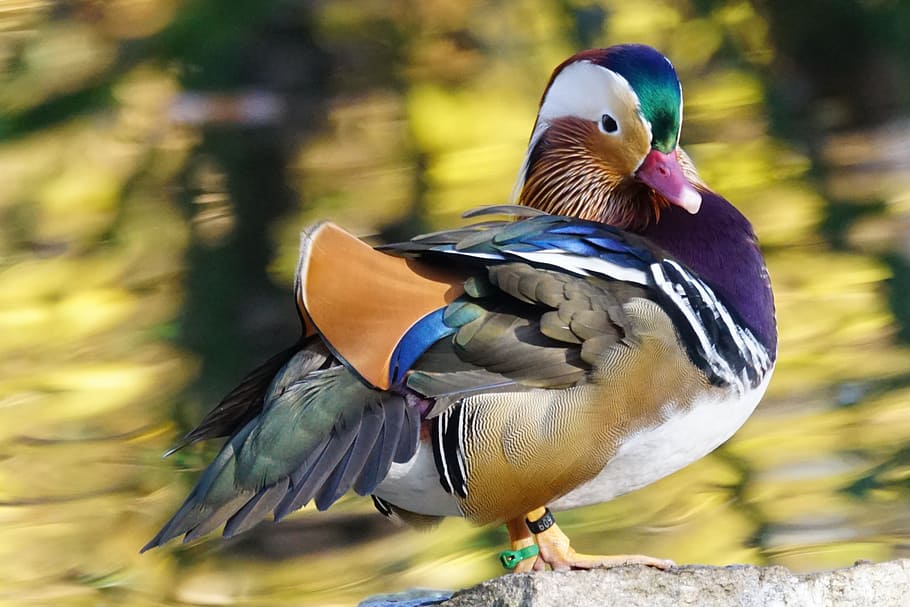 selective, focus photography, mandarin duck, animals, bird, duck, mandarin ducks, male, animal themes, vertebrate