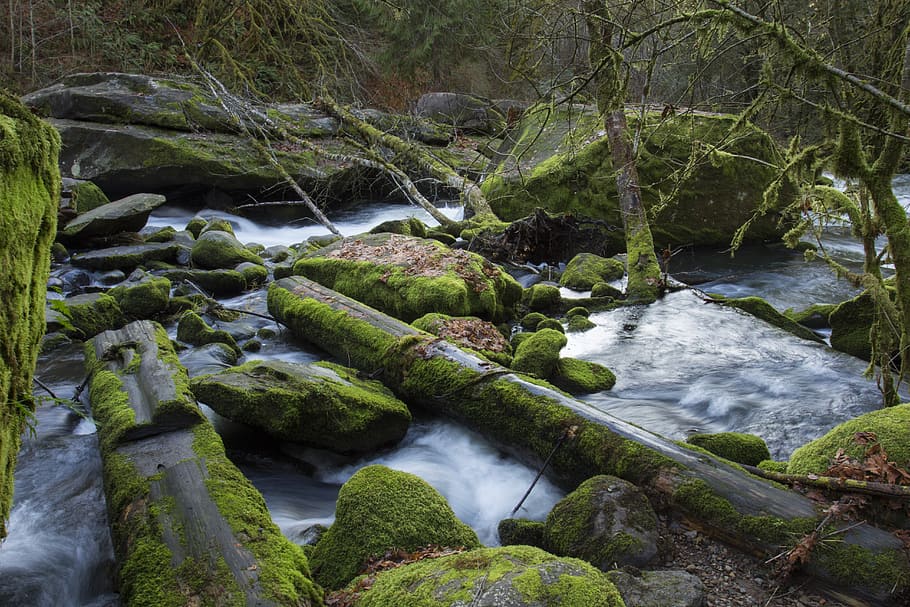 Lake Creek, Oregon, moss, wood, logs, rocks, water, tree, plant, beauty in nature