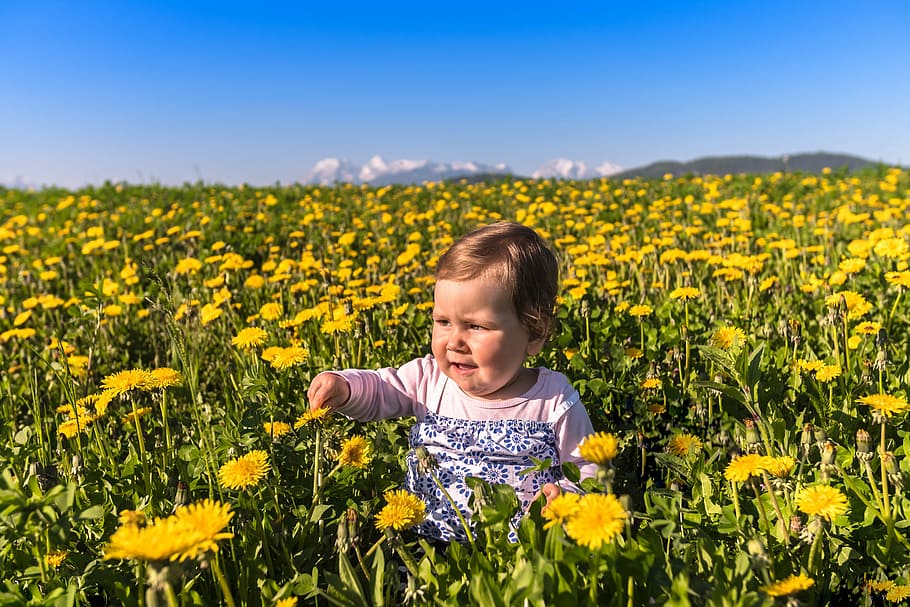 girl, sitting, ground, surrounded, yellow, petaled flowers, flower, nature, field, hayfield