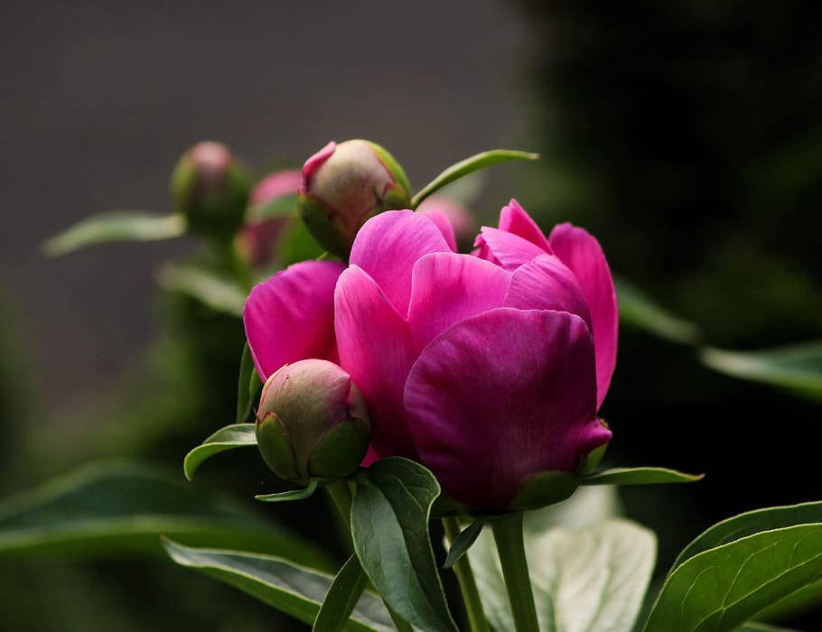 foto close-up, selektif, fokus, bunga petaled, Merah Muda, Bunga, Fuchsia, Warna, kuncup peony, bunga merah muda