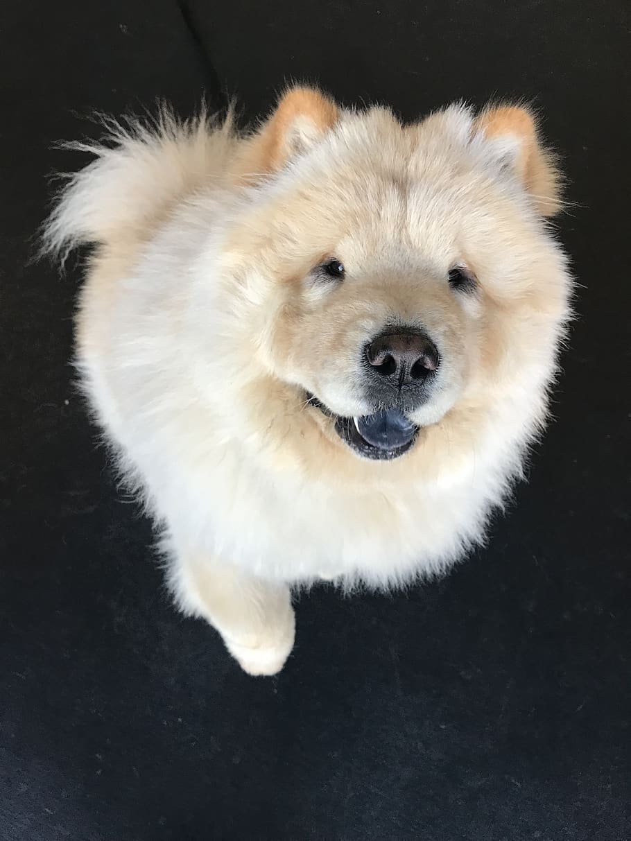 ottothechowchow, show dog, handsome dog, dog rescue, chow chow, canine, dog, furry, animal, cute