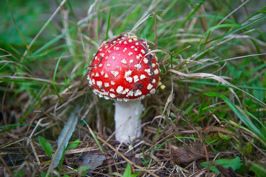 fly agaric, mushroom, red with white dots, forest, autumn, nature, toxic, toadstool, fungus, food