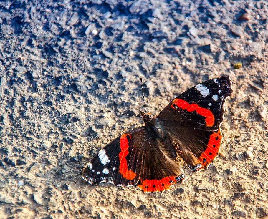 red, admiral butterfly, brown, soil, daytime, butterfly, admiral, vanessa atalanta, nature, insect