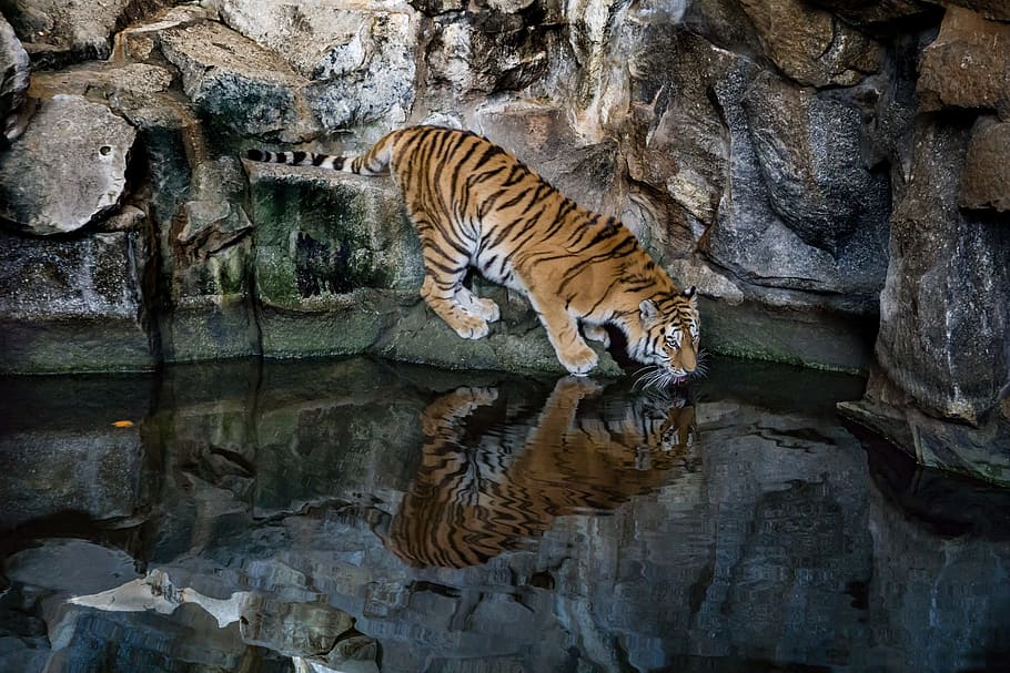 tiger, predator, cat, big cat, dangerous, carnivores, zoo, sumatran tiger, wildcat, siberian tiger
