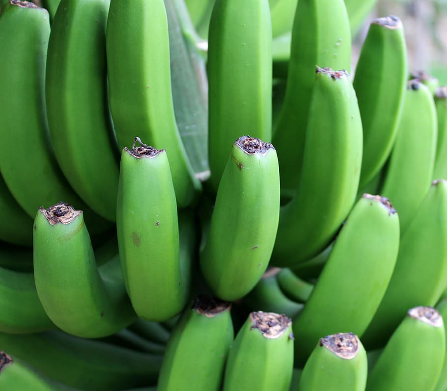 banana, verde, arbusto, fruta, frutas, vitaminas, perto, cor verde, comida e bebida, comida