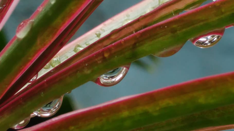 雨のしずく, H2O, 濡れた葉, 水, しずく, 植物, 滴, ウェット, 自然の美しさ, クローズアップ