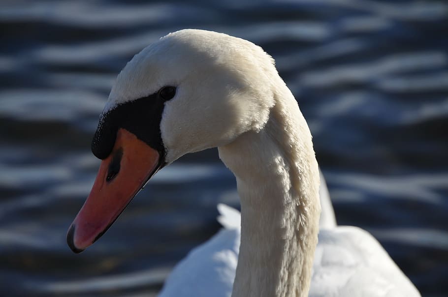 animal, swan, swans, close, pride, water bird, bird, elegant, gooseneck, bill