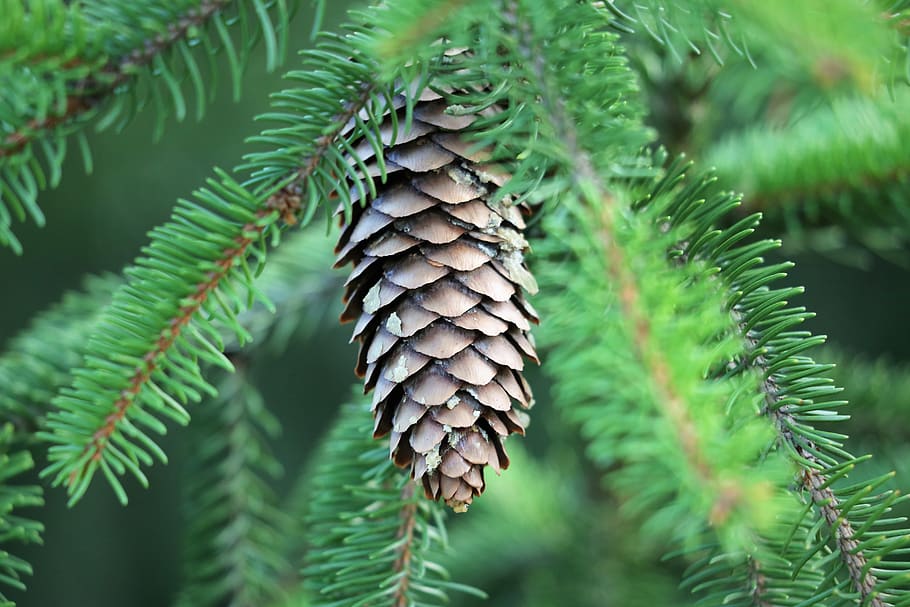 picea abies, european spruce, cone, needles, plant, branch, tree, evergreen, summer, nature