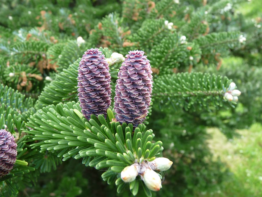 korea fir, abies koreana, tannenzweig, pine cones, fir, green, purple, young, engine, immergrüner tree
