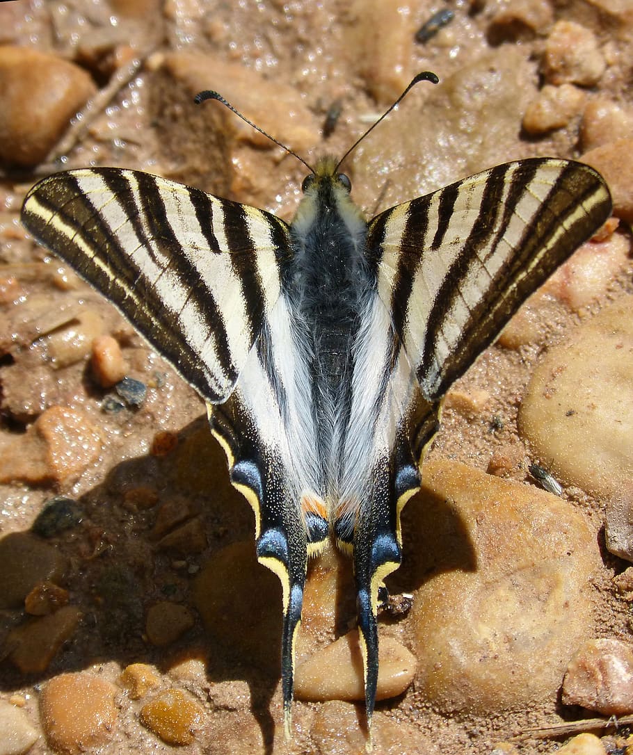 butterfly zebra, butterfly cebrada, scarce swallowtail, polidario, xuclallet, nature, wild life, animalia, rhopalocera, animal