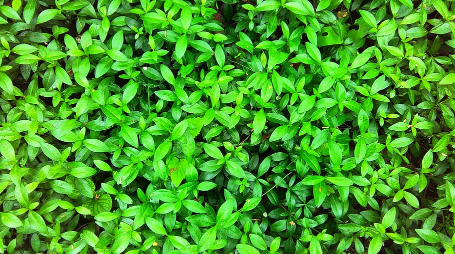 green, leaves, plants, nature, green color, full frame, backgrounds, plant, growth, day