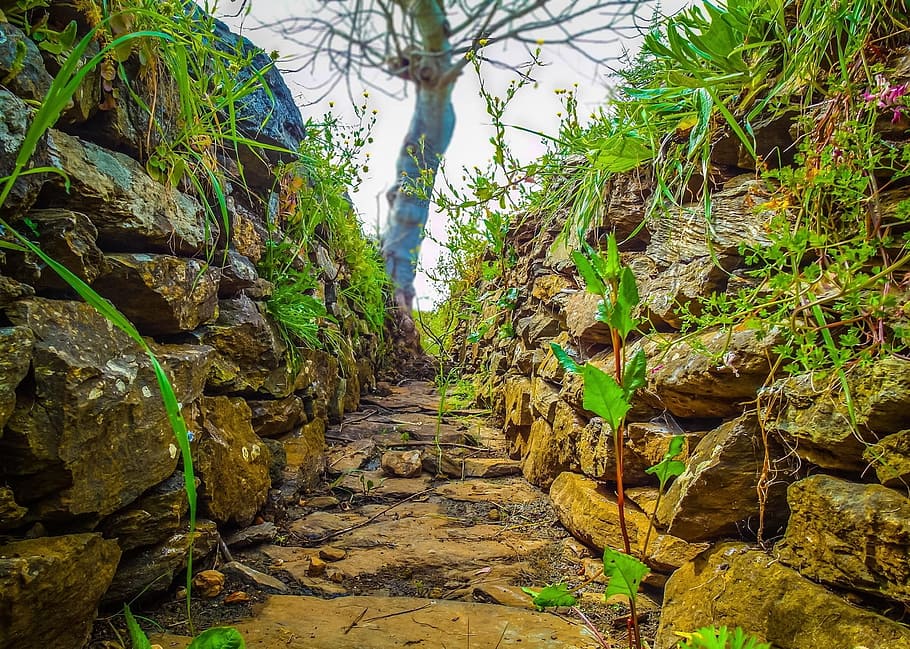 old, sewer, holy amateur, plant, tree, growth, nature, direction, the way forward, day