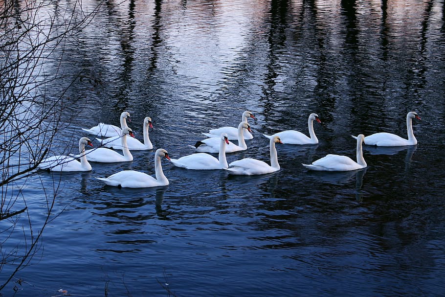 flock, swans, water, river, winter, bird, nature, beak, lake, pond